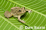 Fejervarya, Rice paddy frog
