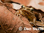 Polypedates, Striped treefrog