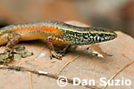 Carlia, Four-fingered skink