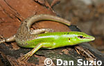 Lamprolepis, Emerald tree skink