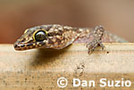 Cyrtodactylus, Timor bow-fingered gecko