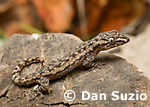 Hemidactylus frenatus, House gecko