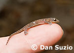 Gehyra mutilata, Four-clawed gecko