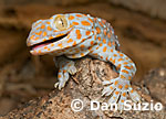 Gekko gecko, Tokay
