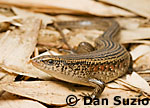Eutropis, Sun skink