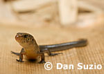 Eremiascincus, Night skink