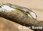 Cryptoblepharus leschenault, Snake-eyed skink