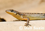 Sphenomorphus, Wedge skink