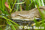 Cerberus rynchops, Dog-faced water snake