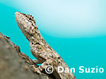 Draco timoriensis, Timor flying dragon