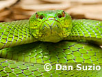 Cryptelytrops insularis, Sunda Island pitviper