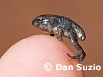 Duttaphrynus melanostictus, Black-spined toad