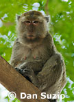 Macaca fasicularis, Long-tailed macaque
