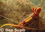 California newt, Taricha torosa
