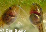 Pacific chorus frog, Hyla regilla