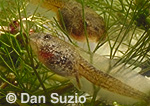 California red-legged frog, Rana aurora draytonii