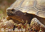 Desert tortoise, Gopherus agassizii, Xerobates agassizii
