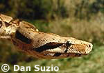 Boa constrictor, Constrictor constrictor