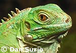 Green iguana, iguana iguana
