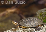 Western pond turtle, Clemmys marmorata