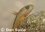 Sierra newt, Taricha torosa sierrae