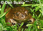 Yosemite toad, Bufo canorus