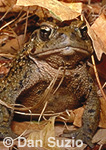 Western toad, Bufo boreas