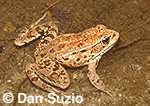 California red-legged frog, Rana aurora draytonii