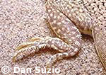 Mojave fringe-toed lizard, Uma scoparia
