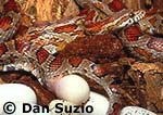 Corn snake, Elaphe guttata guttata