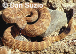 Panamint Rattlesnake, Crotalus mitchellii stephensi