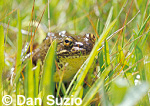 Mountain yellow-legged frog, Rana muscosa