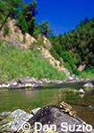 Foothill yellow-legged frog, Rana boylii