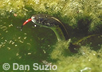 Aquatic garter snake, Thamnophis couchii