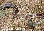 San Francisco garter snake, Thamnophis sirtalis tetrataenia