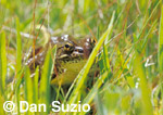 Mountain yellow-legged frog, Rana muscosa