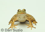 Bullfrog, Rana catesbeiana