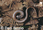 California slender salamander, Batrachoseps attenuatus