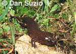 California giant salamander, Dicamptodon ensatus