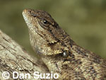 Western fence lizard, Sceloporus occidentalis, with tick