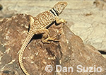 Great Basin collared lizard, Crotaphytus insularis bicinctores