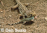 Leopard lizard, Gambelia wislizeni