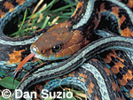 California red-sided garter snake, Thamnophis sirtalis infernalis